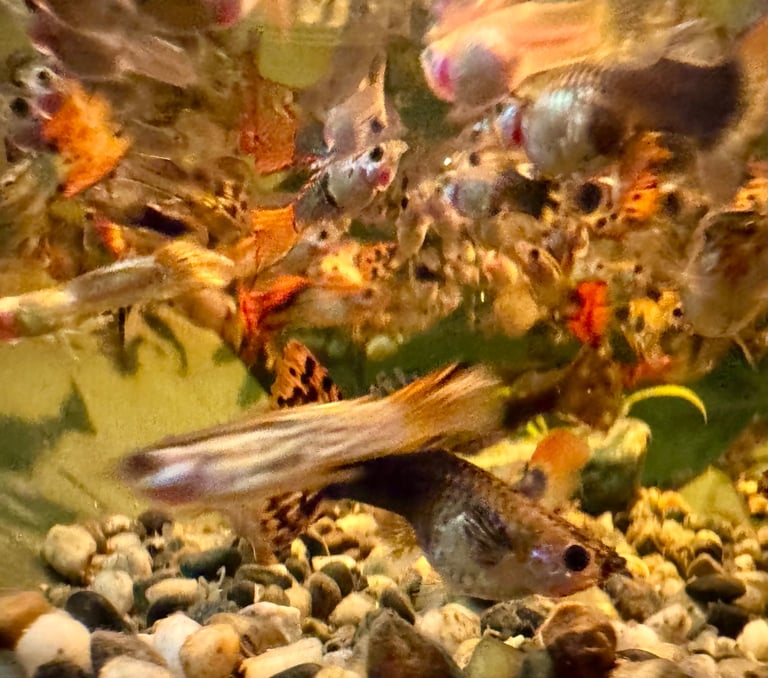 Guppy and Balloon Molly in Chiswick