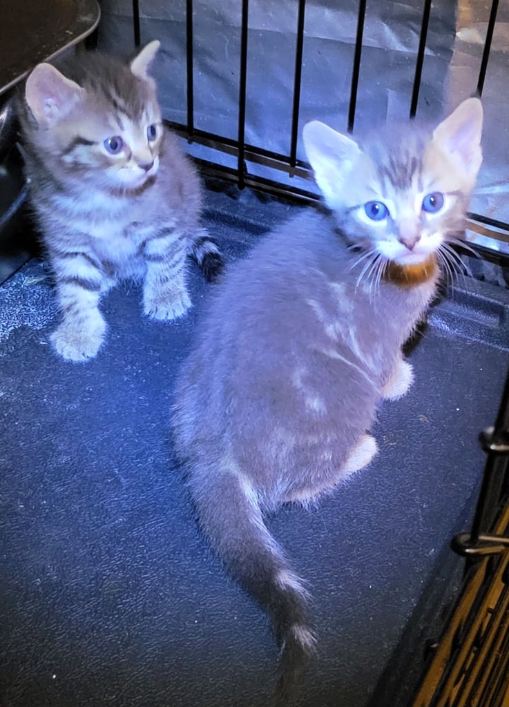 🐾 Adorable Kittens Ready for Their Forever Homes 🐾