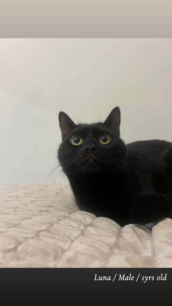 Kittens & cats available 