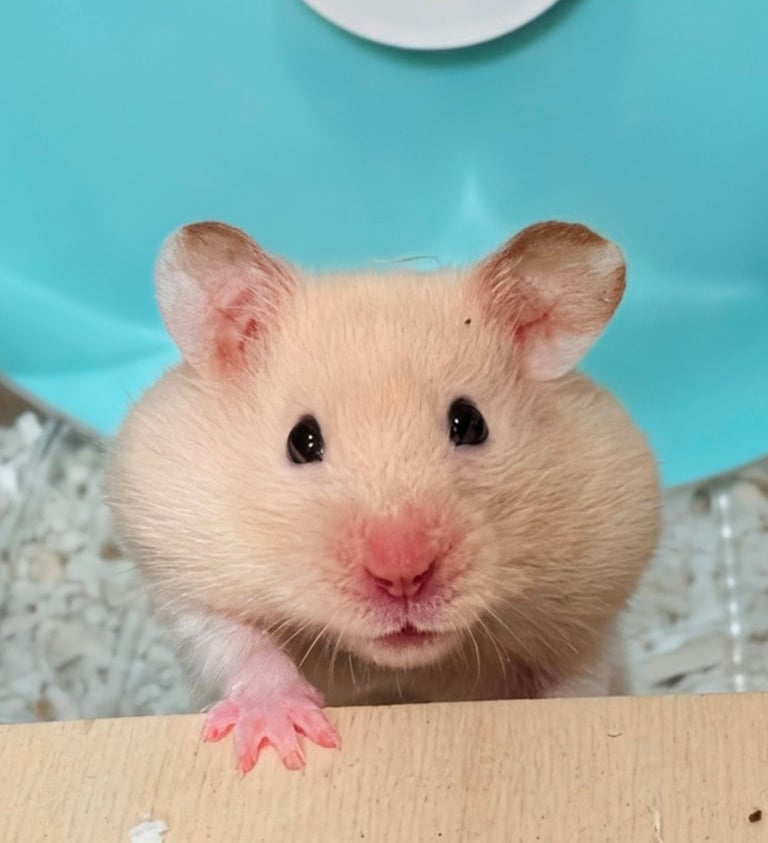 UPDATED 10/11/25 - Female Syrian for Adoption 