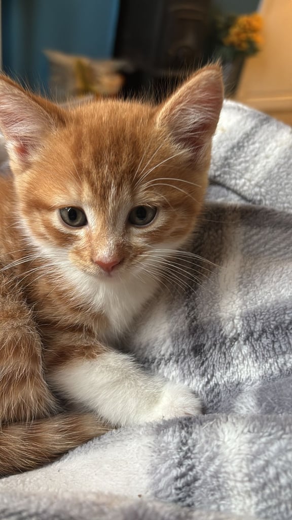 Adorable kittens for sale