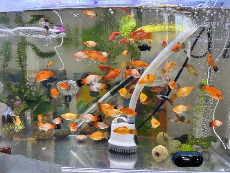 Small platys and Guppys for sale £1 each-Fish only