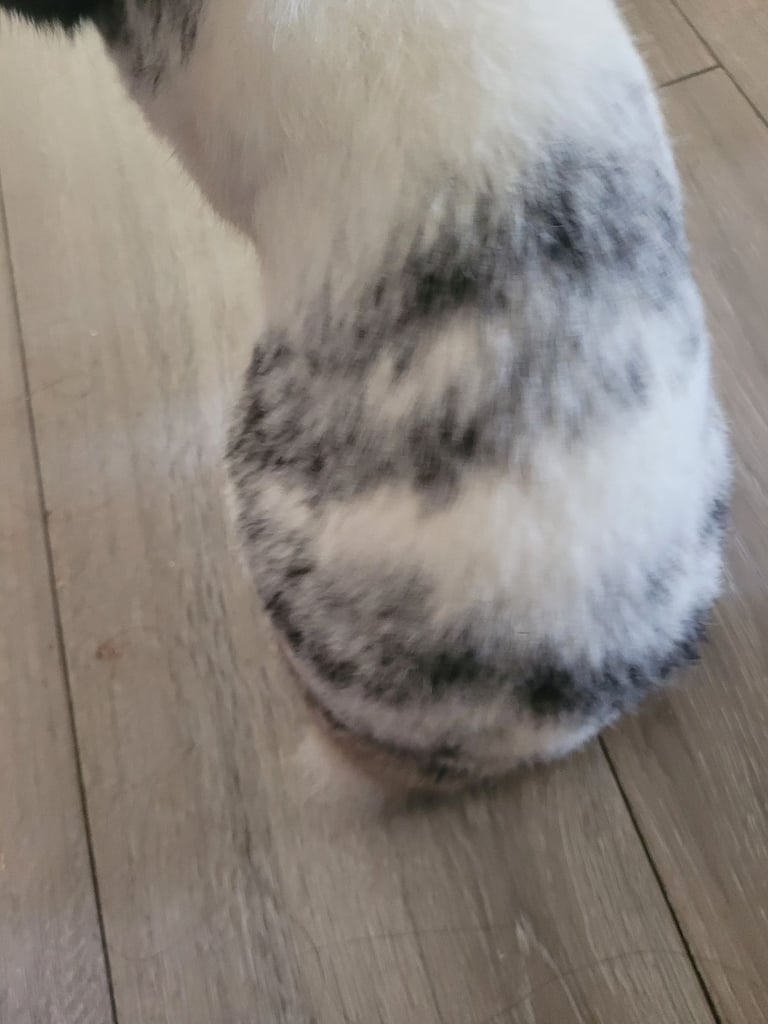 Black and white bunny 