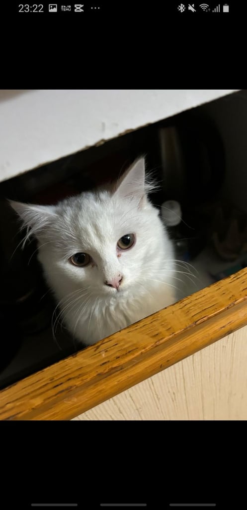 Stunning turkish angora cat