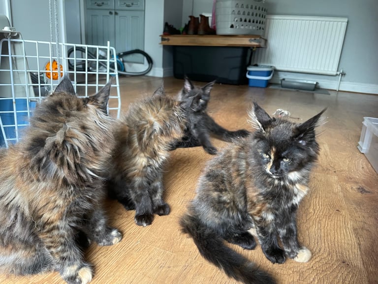 Pedigree Maine Coon kittens