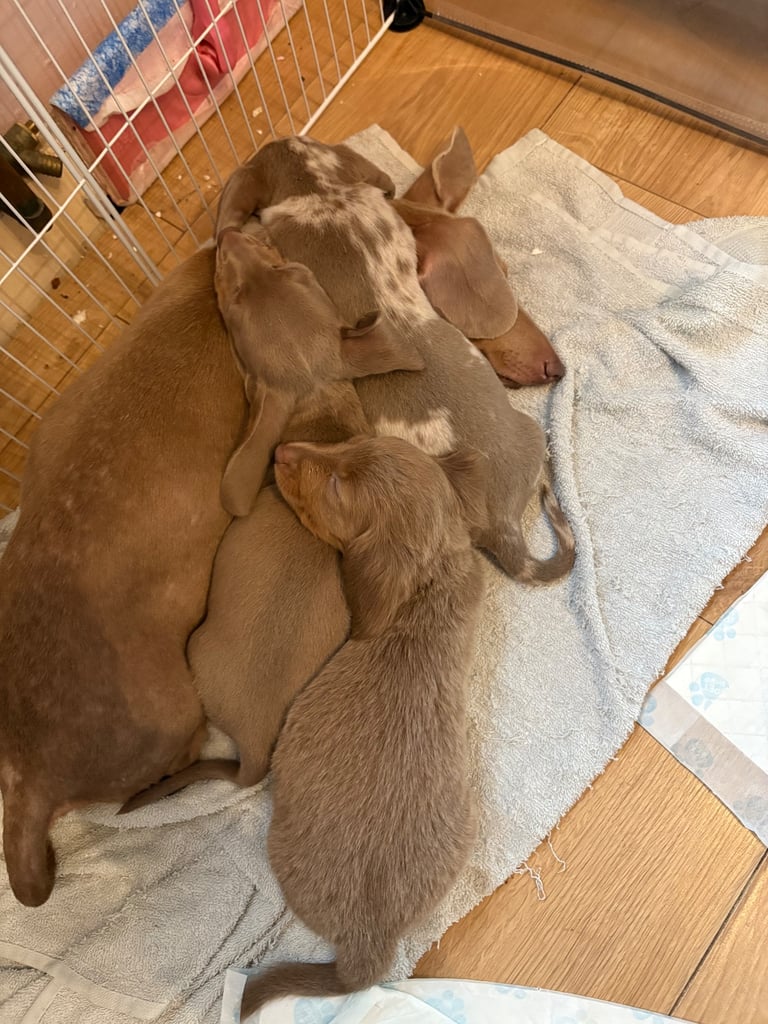 1 long hair miniature dachshund girl left