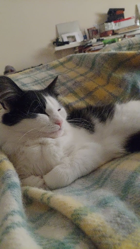 Beautiful Maine Coon x kittens
