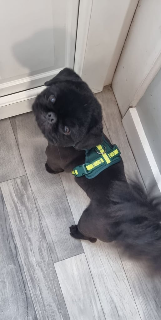 Pekingnese Dog 
