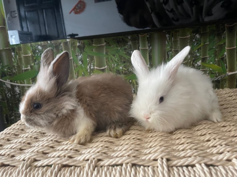 Selling Beautiful Blue eyed baby bunnies in pairs! Manchester based