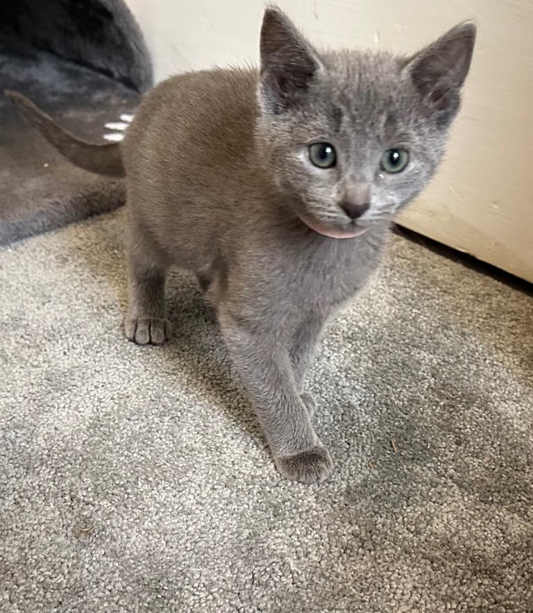 image for Russian Blue Kittens 