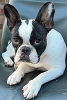 French Bulldog FOR sale