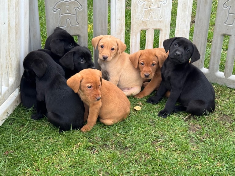 Kc registered Labrador puppies 