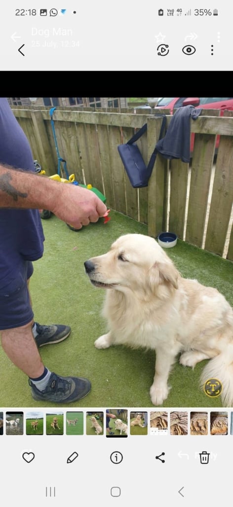 Golden retriever puppies 