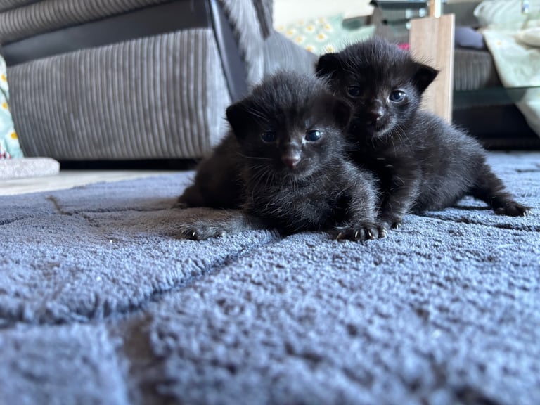 Black Kittens for sale 
