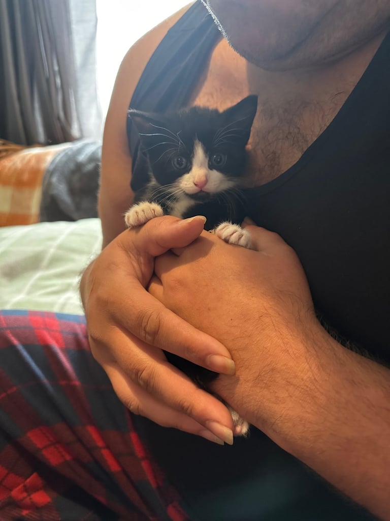 Tuxedo Kittens 🐈‍⬛ 
