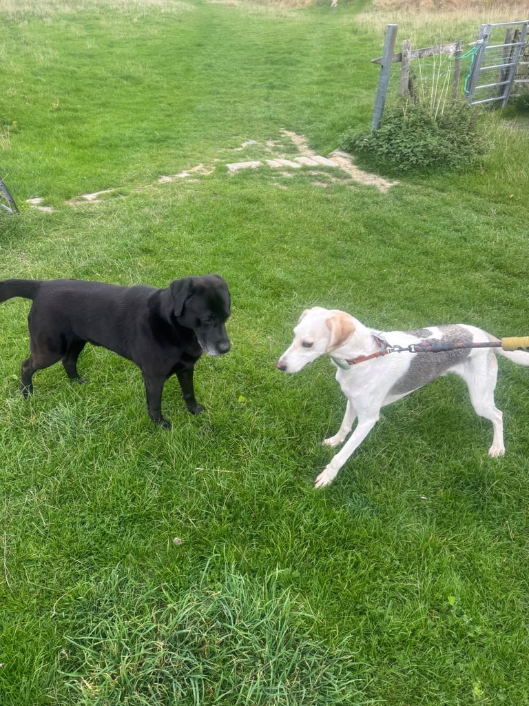 🐾 Reliable Dog Walker in Swindon – Friendly, Trustworthy & Local