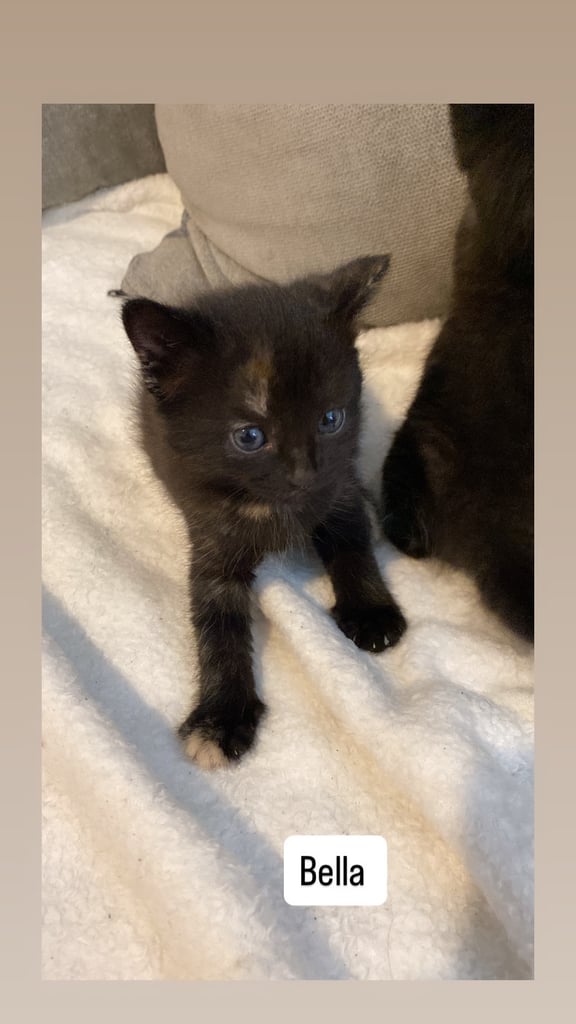 Kittens for sale 