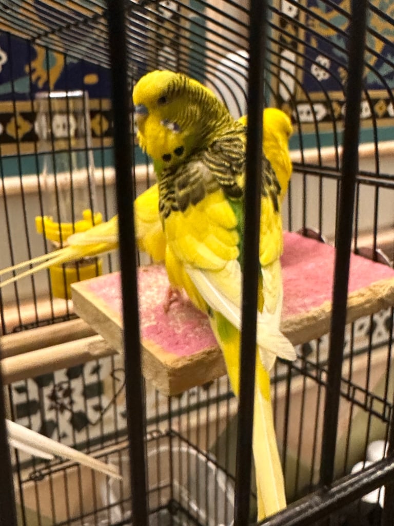 Three beautiful budgies FULL PACKAGE with big cage 