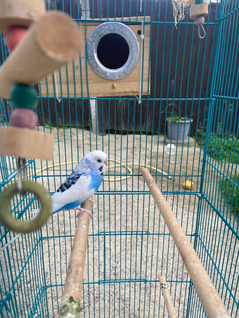 image for Male Budgie 