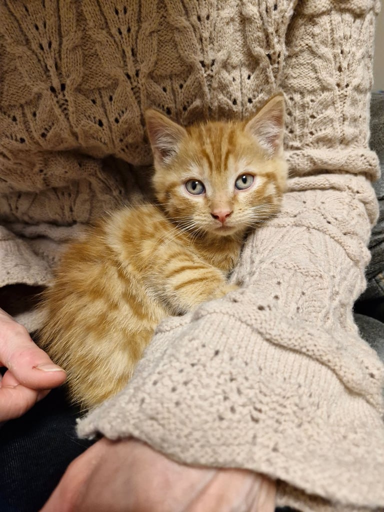 image for Kittens for sale