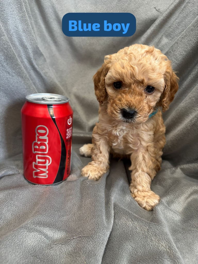 CAVAPOOCHON PUPPIES!!