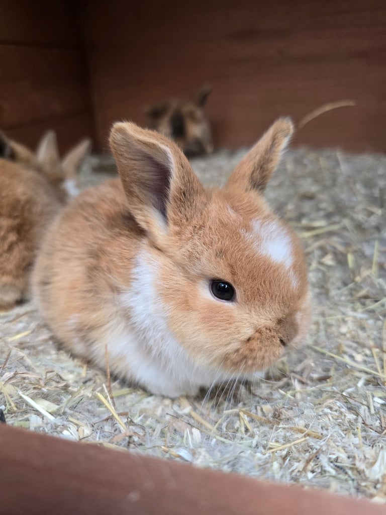 Baby Rabbits Available from 17th Nov 