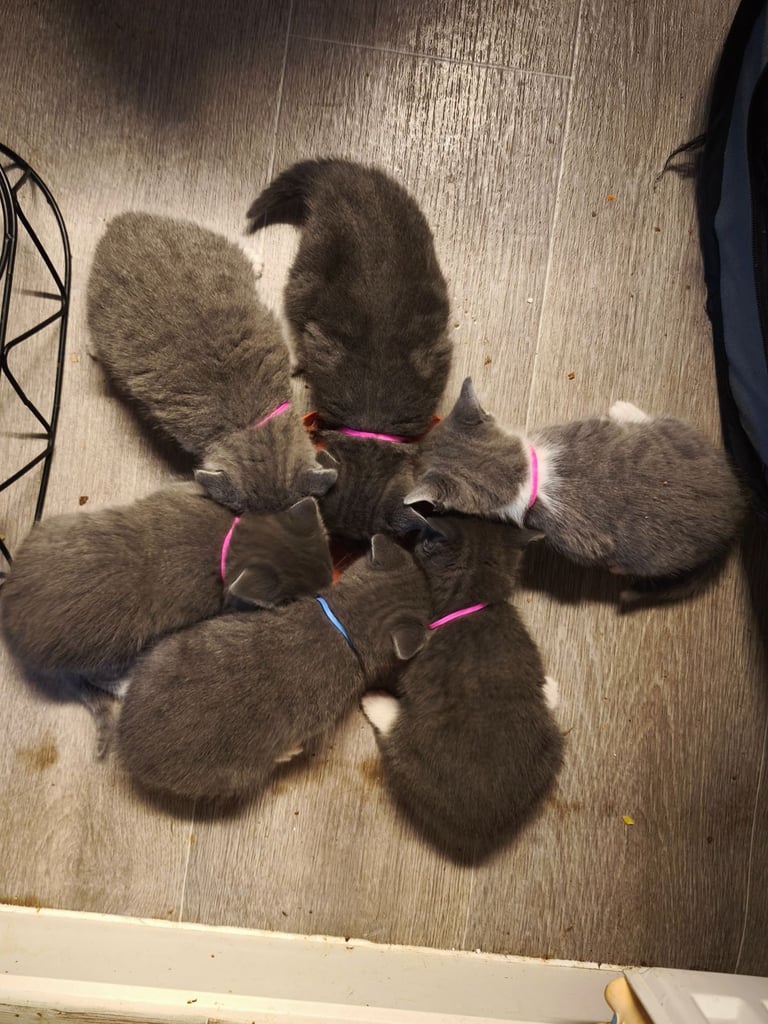 Kittens