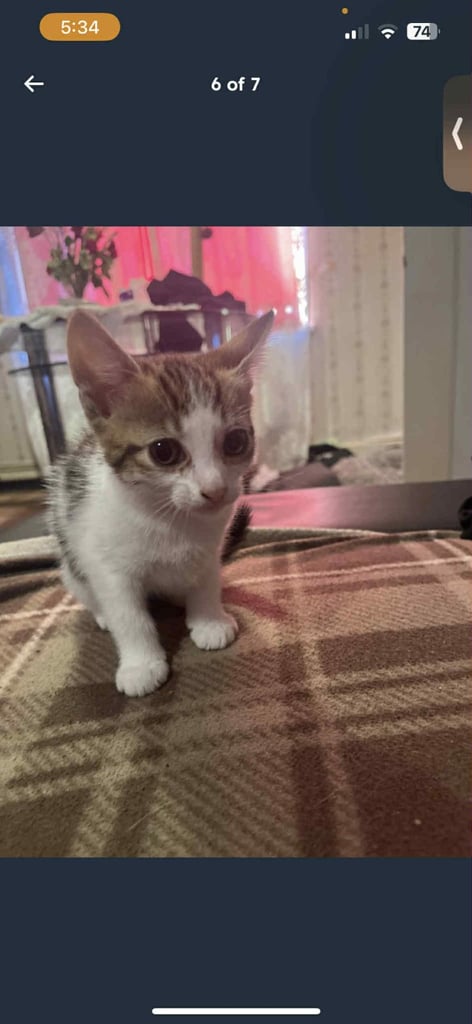 image for 2 female kittens for sale