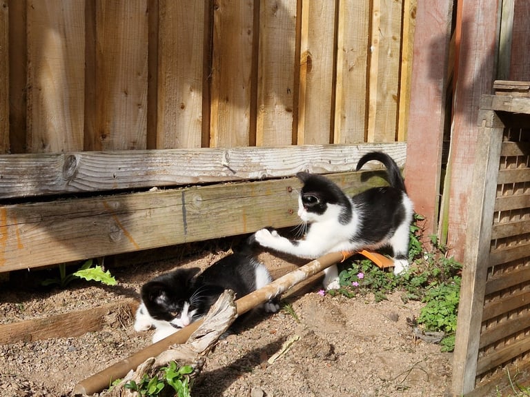 Adorable and Super Playful Kittens