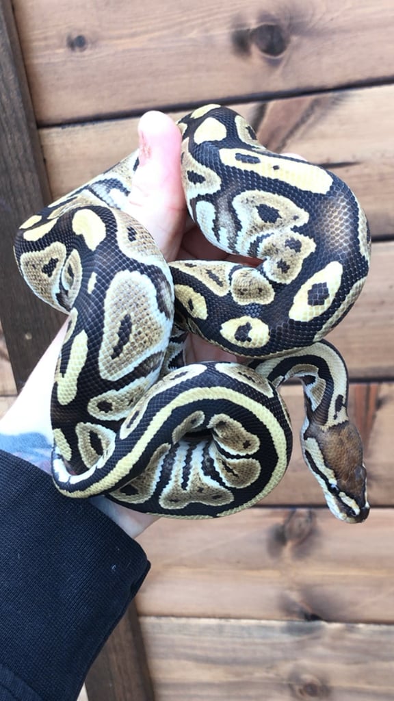 Ball python/ royal pythons 