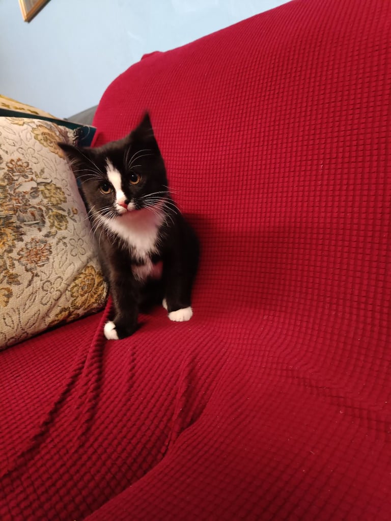 3 Adorable kittens