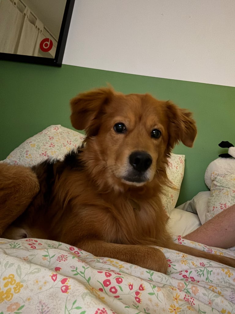 image for Senior dog looking for home