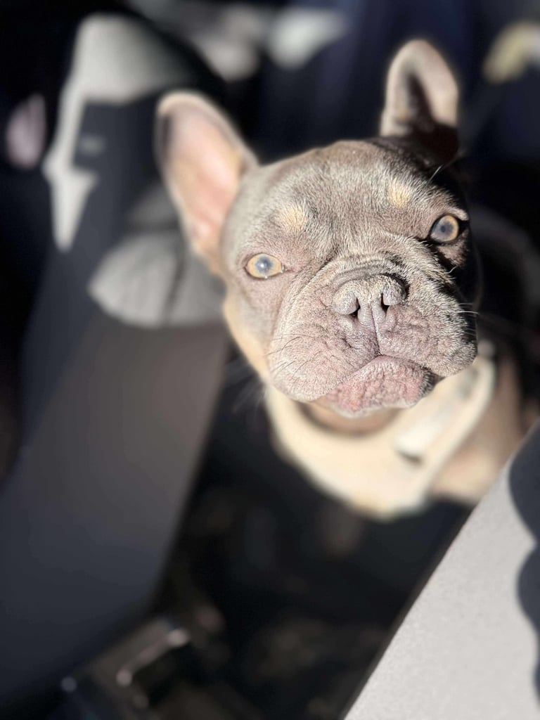 French bulldog one year old 