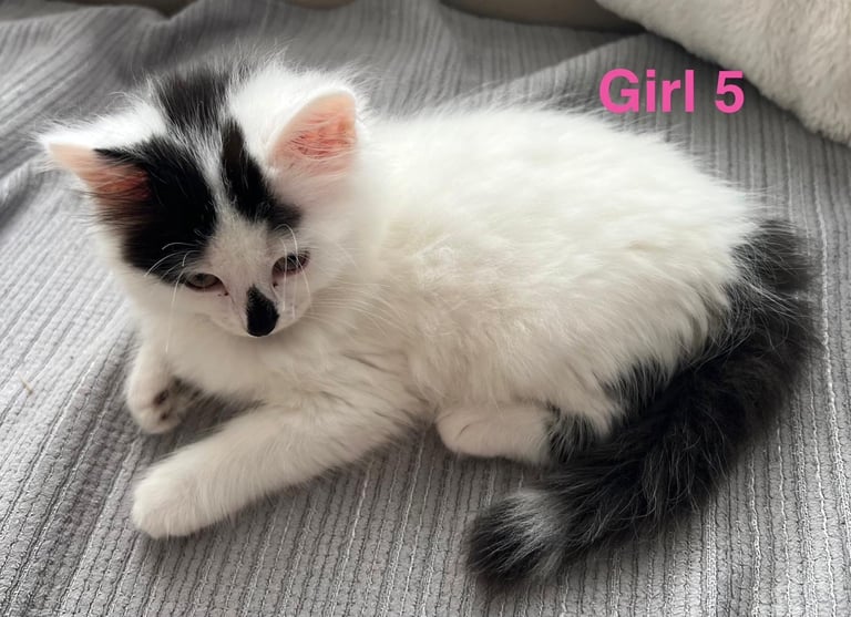 6 beautiful fluffy kittens for sale