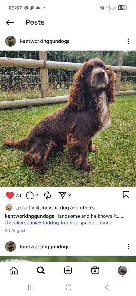 Cocker Spaniel puppies for sale