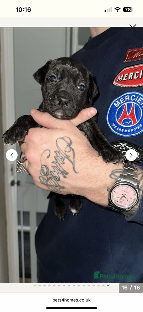 2x staff girls available 