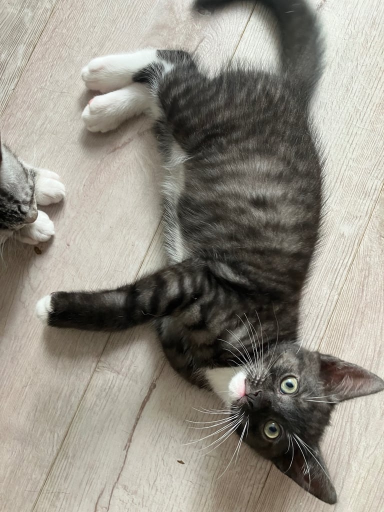 Beautiful black tabby male
