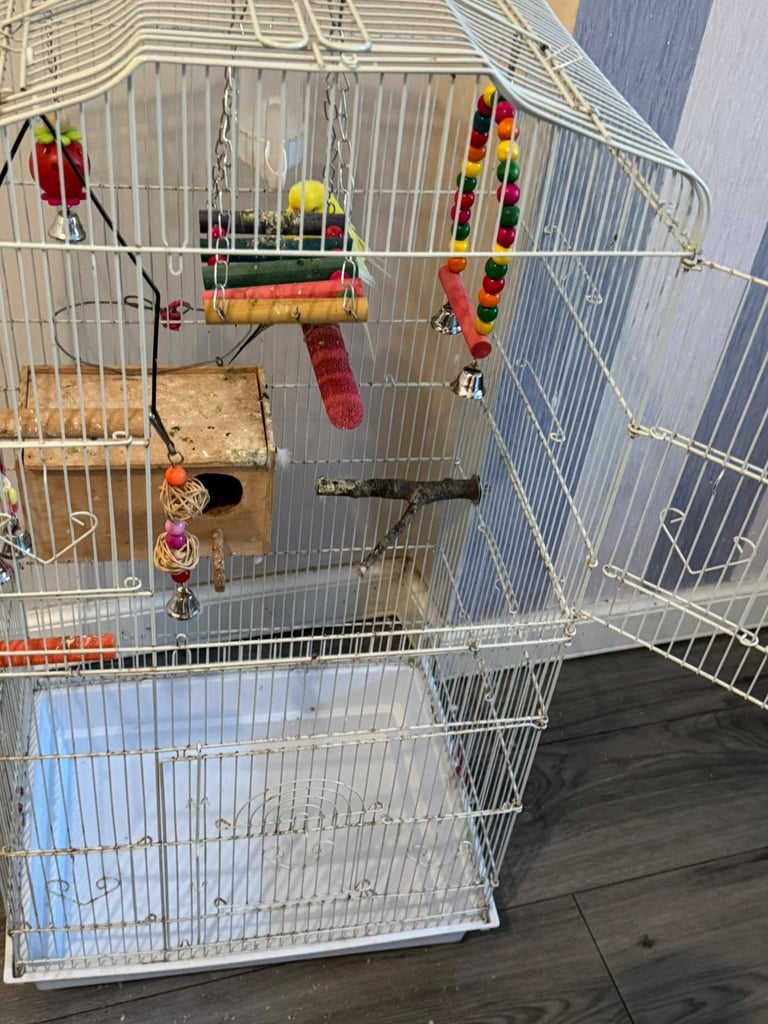 Two Budgies, cage and feeder