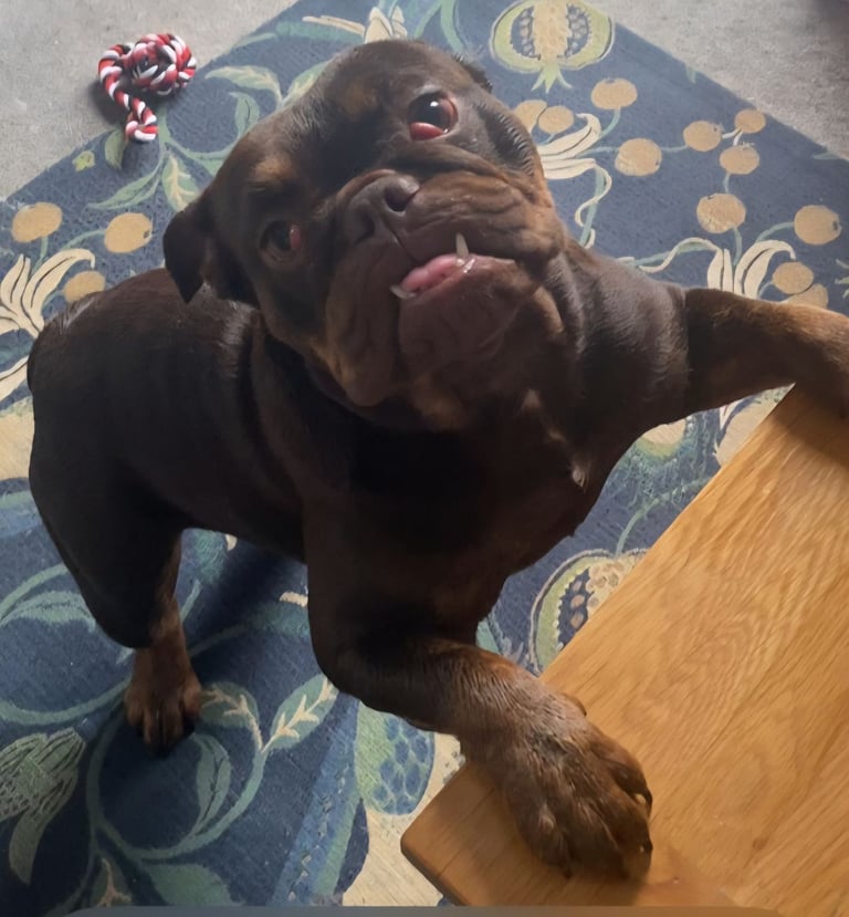 English bulldog