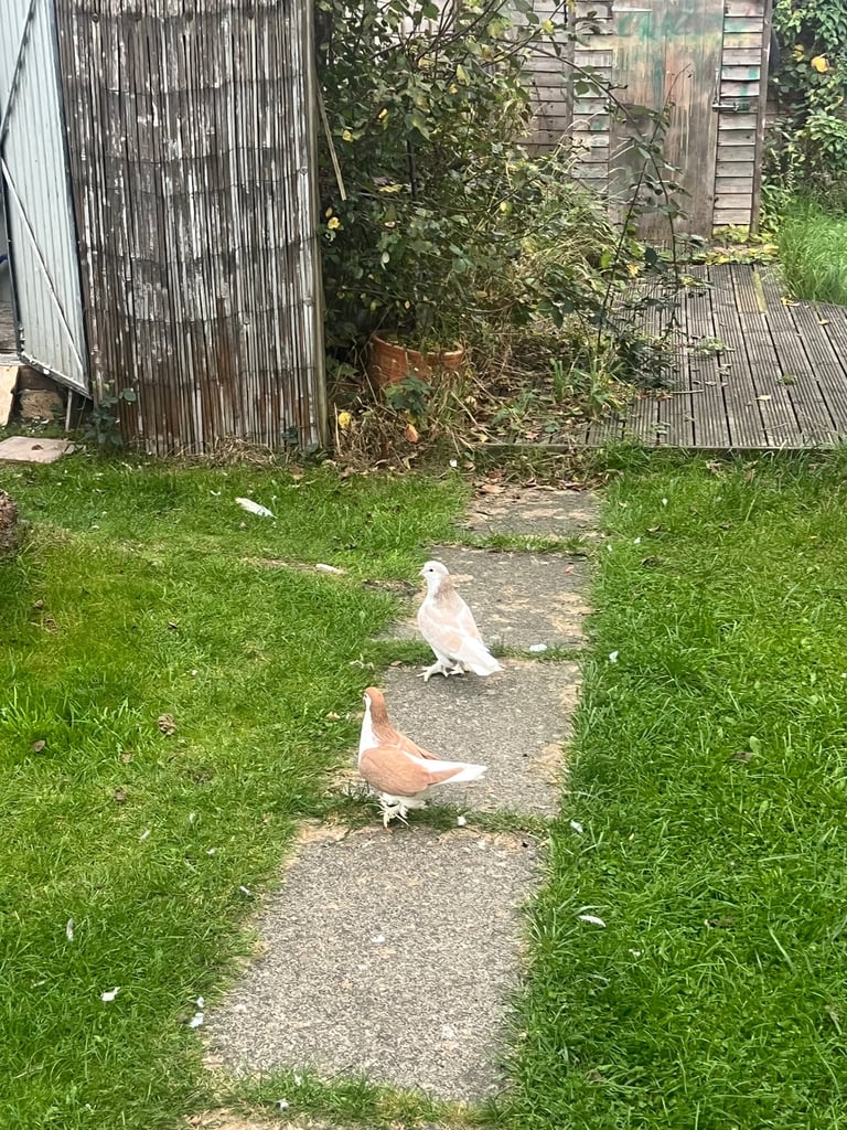 Pigeons
