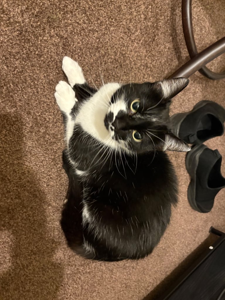 Cat for sale 