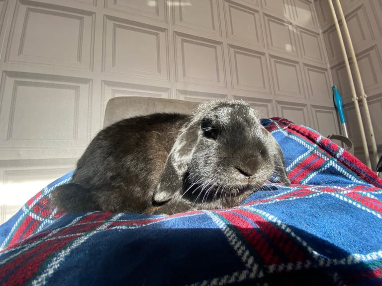 Giant continental French lops & crushed velvet Rex 