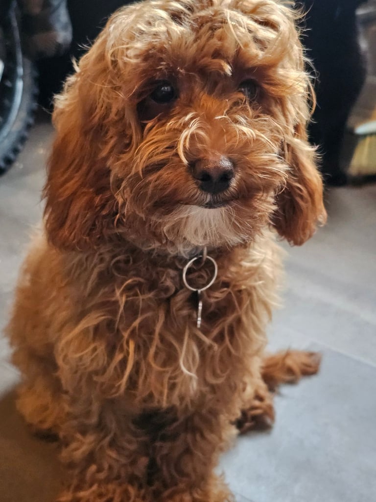 Cockapoo puppy