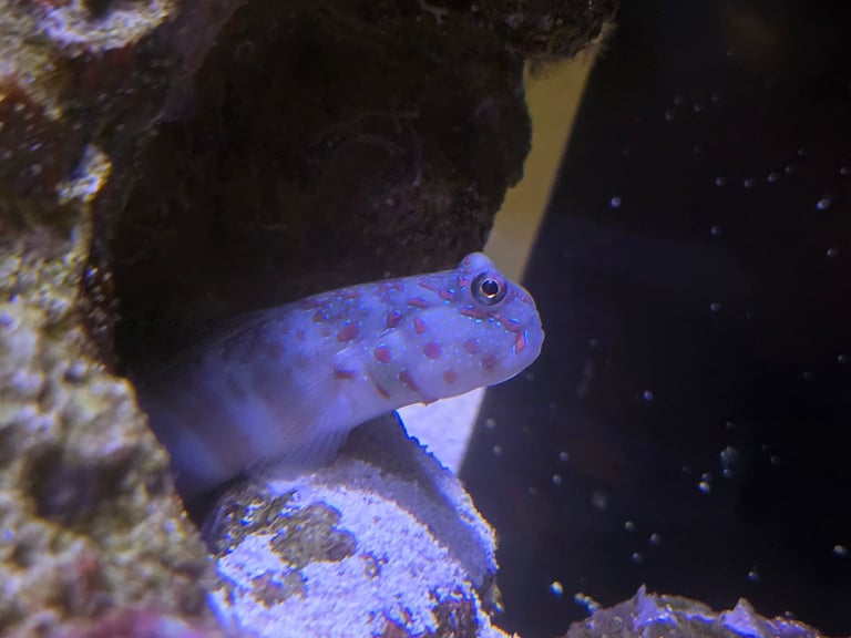 image for Marine aquarium break down