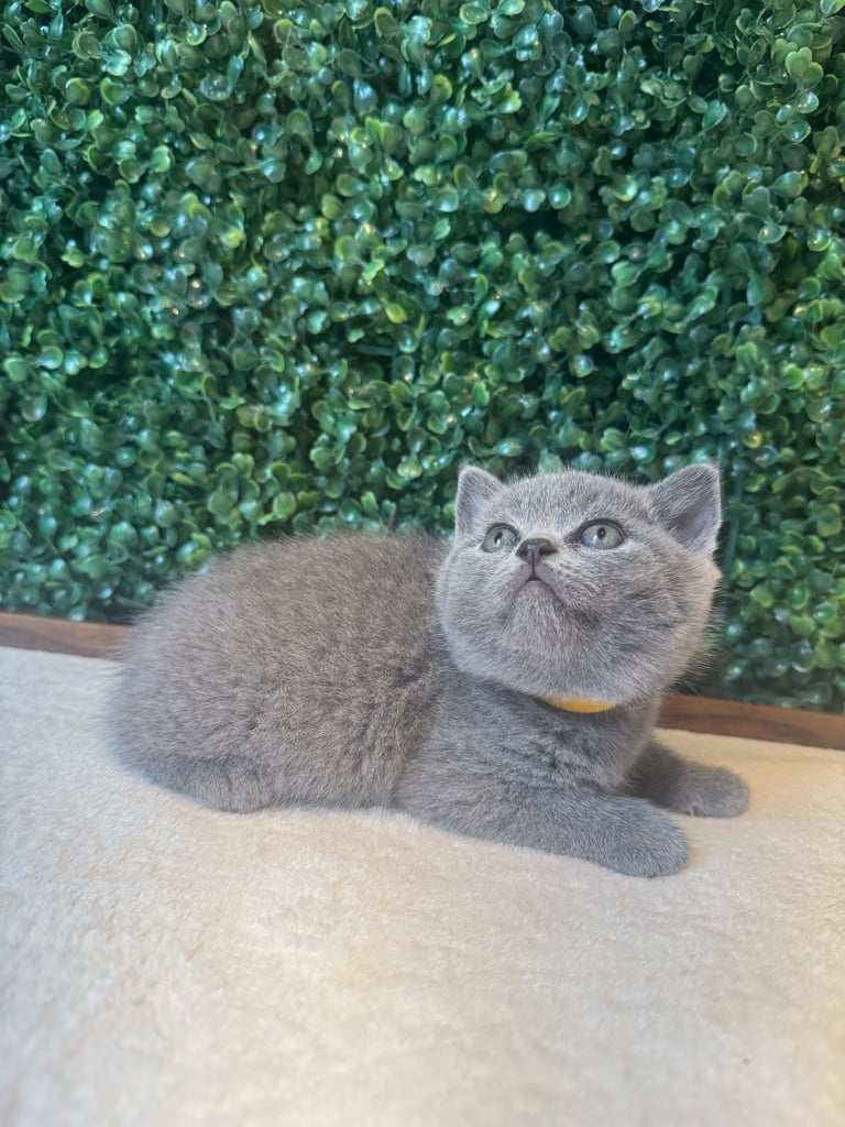 💕British Shorthair Blue Kittens💕