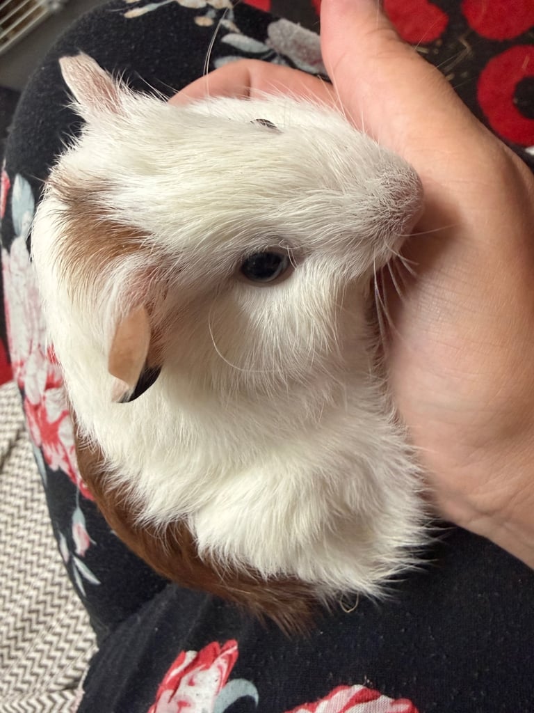 image for 3 baby guinea pigs 