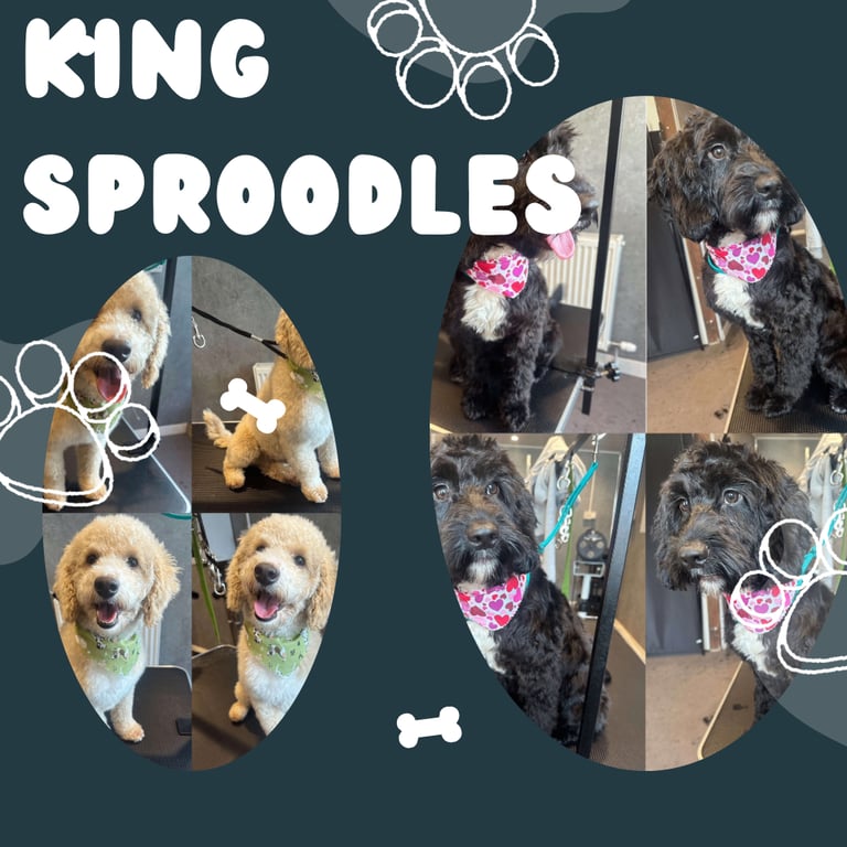 F2 Sproodle Puppies 