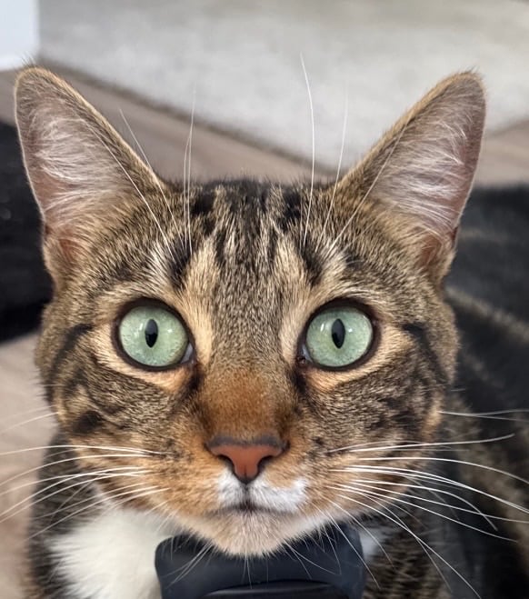 image for MISSING FROM DRAYTON NORWICH