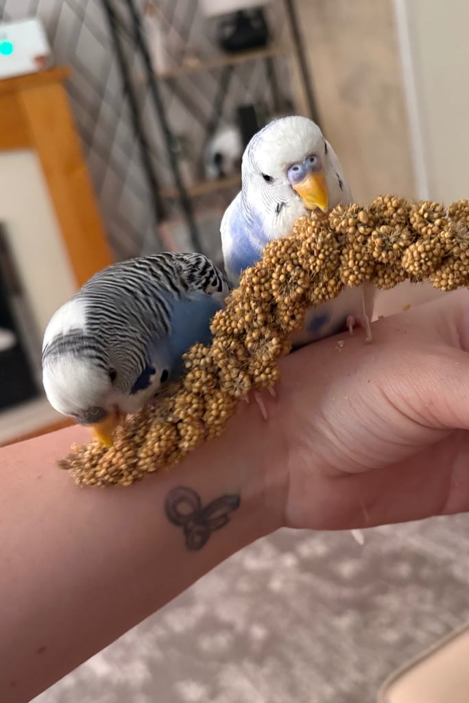 Male & female budgies