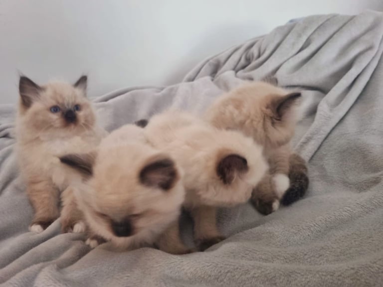 Beautiful Ragdoll kittens
